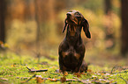 male Dachshund