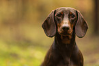 male Dachshund