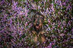 Dachshund