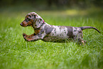 Dachshund Puppy