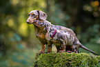 Dachshunds