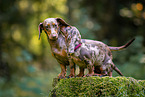 Dachshunds