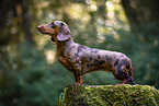 female Dachshund