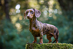 female Dachshund