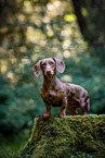 female Dachshund