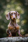 female Dachshund