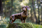 female Dachshund