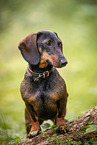 male Dachshund