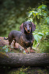 male Dachshund