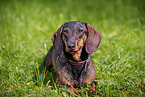 male Dachshund