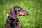 male Dachshund