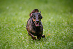male Dachshund