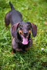 male Dachshund