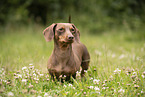 Dachshund