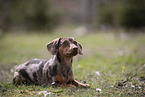 Dachshund