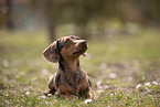 Dachshund