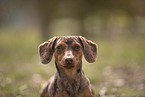 Dachshund