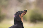 Dachshund