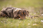 Dachshund