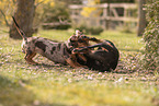 Dachshunds