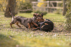 Dachshunds