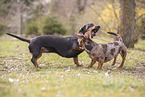 Dachshunds