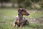 Dachshund