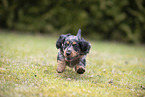 Dachshund