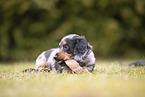 Dachshund