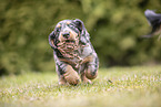 Dachshund