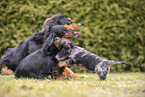 Dachshund