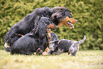 Dachshund