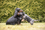 Dachshund