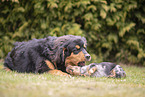 Dachshund