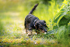 Dachshund