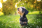 male Dachshund