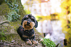 male Dachshund