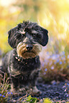 male Dachshund