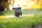 male Dachshund