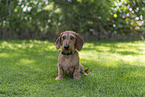 Dachshund