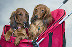 Dachshund
