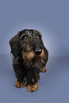 Dachshund