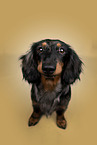 Dachshund
