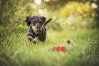 Dachshund
