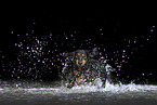 Dachshund