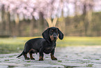 Dachshund