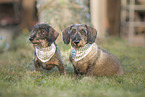 Dachshund