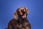 Dachshund