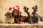 dogs