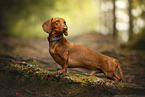 Dachshund